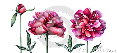 Elegant burgundy peonies isolated on white background. Cartoon Illustration