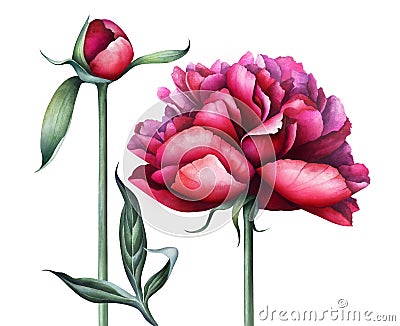 Elegant burgundy peonies isolated on white background. Watercolor illustration. Cartoon Illustration