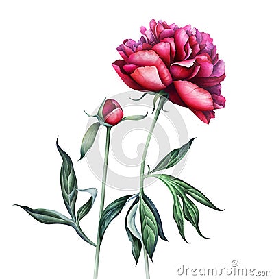 Elegant burgundy peonies isolated on white background. Watercolor illustration. Cartoon Illustration