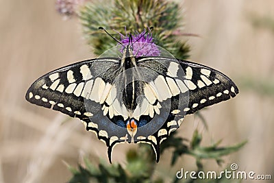 Elegant butterfly Stock Photo