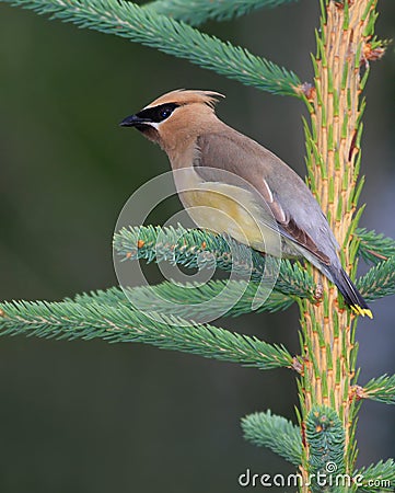 Elegant Cedar Waxwing bird Stock Photo