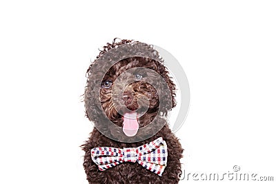 Elegant chocolate doodle dog wearing a checkered bowtie. Isolated on white background Stock Photo