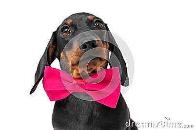 Dachshund puppy in crimson bow tie around his neck isolated on white background. Dog clothing and accessories store. Stock Photo