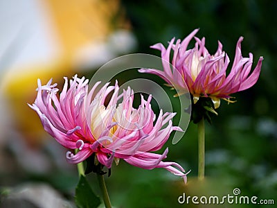 Elegant dahlias in the garden Stock Photo