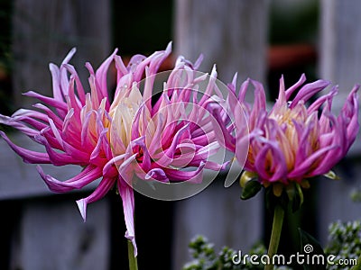 Elegant dahlias in the garden Stock Photo