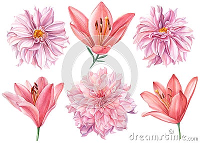 Elegant dahlias and lilies, pink flowers set on isolated white background, watercolor illustration Cartoon Illustration