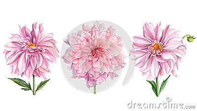 Elegant dahlias set of pink flowers on isolated white background, watercolor illustration, collection, greeting cards Cartoon Illustration