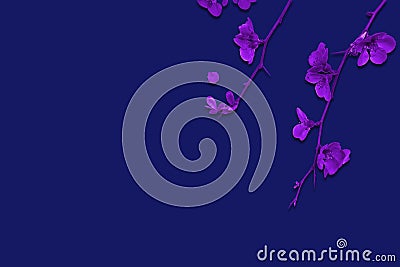Elegant dark blue background with delicate purple flowers Stock Photo