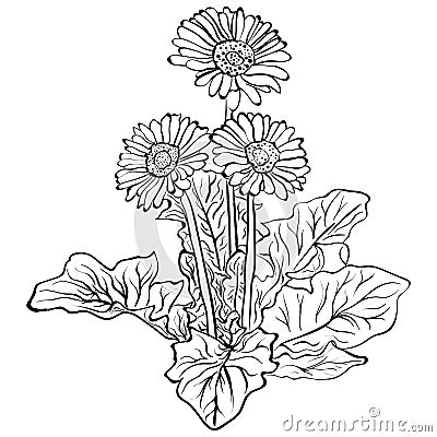 Elegant decorative gerbera flowers Vector Illustration