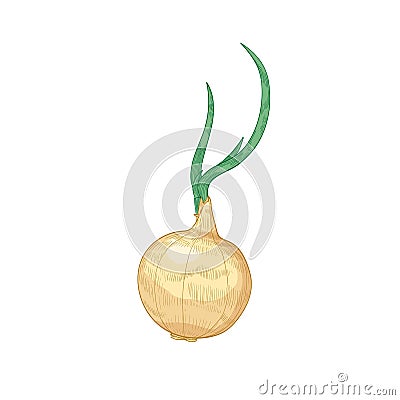 Elegant detailed drawing of onion bulb. Fresh organic ripe raw vegetable, cultivated crop or vegetarian product hand Vector Illustration