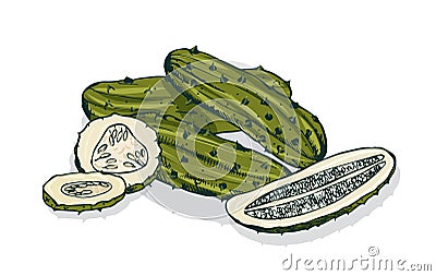 Elegant detailed drawing of whole and cut pickles or pickled cucumbers. Marinated vegetable, vegetarian snack or vegan Vector Illustration