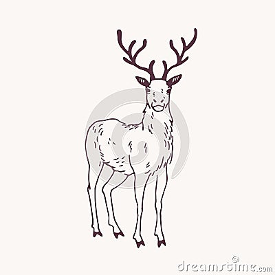 Elegant drawing of standing male deer, reindeer, hart or stag with beautiful antlers. Adorable wild ruminant animal hand Vector Illustration