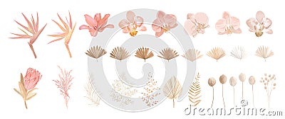 Elegant dry protea flower, tropic palm, pale orchid, eucalyptus, dried tropical leaves, floral elements Vector Illustration