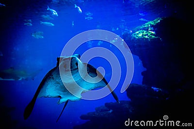 An elegant eagle ray gracefully glides through a spacious aquatic tank Stock Photo