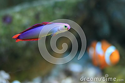 Elegant firefish Stock Photo