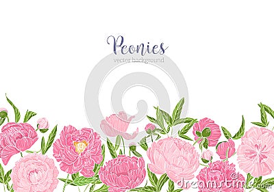 Elegant floral background or backdrop decorated with border made of gorgeous peony flowers at bottom edge on white Vector Illustration