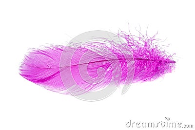 Elegant fluffy feather colorful isolated on the white background Stock Photo