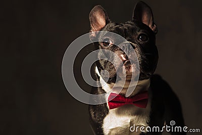 Elegant french bulldog puppy wearing red bow tie posing Stock Photo