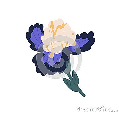 Elegant iris flower with lush petals. Gorgeous blossomed bud of spring floral plant. Pretty botanical element. Colorful Vector Illustration