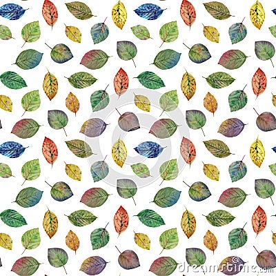 Elegant leaves for design. Colorful autumn leaves. Seamless pattern of leaves. Stock Photo