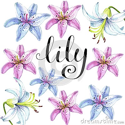 Elegant lilies, a set of red and pink flowers on an isolated white background Cartoon Illustration