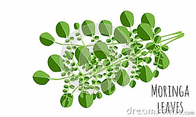 Elegant natural drawing of Miracle Tree or Moringa oleifera. Tropical exotic wild herbaceous plant Vector Illustration