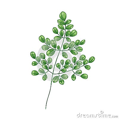 Elegant natural drawing of Miracle Tree or Moringa oleifera. Tropical exotic wild herbaceous plant used in herbalism Vector Illustration