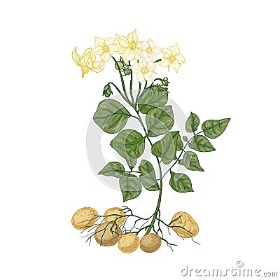 Elegant natural drawing of potato plant with flowers, roots and tubers. Edible cultivated tuberous crop isolated on Vector Illustration