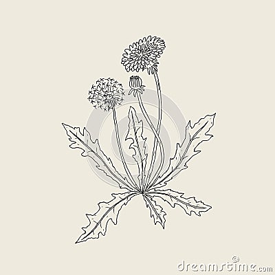 Elegant outline drawing of dandelion plant with flower, seed head and bud growing on stem and leaves. Beautiful Vector Illustration