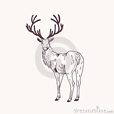 Elegant outline drawing of male deer or stag looking back. Gorgeous forest animal with antlers hand drawn with contour Vector Illustration