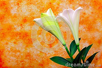 Elegant pair of blooming oriental lilies with soft colorful grunge background Stock Photo