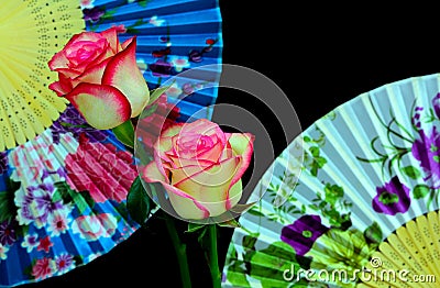 Pair of pink tipped white roses with oriental folding fans background p Stock Photo