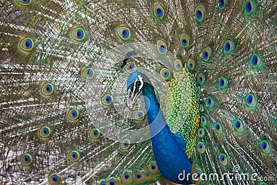 Elegant peacock with vibrant colors showing off his feathers Stock Photo