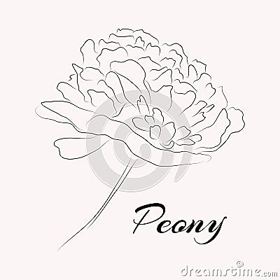 Elegant Peony flower. Line art technic. Card template. Vector Cartoon Illustration