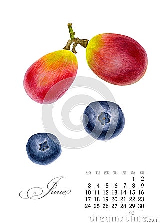 Elegant printable calendar 2019. June. Watercolor grapes, blueberries. Botanical art. Template for a banner, notebook Stock Photo