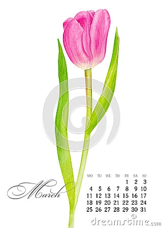 Elegant printable calendar 2019. March. Watercolor pink Tulip. Botanical art. Template for a banner, notebook, cosmetics Stock Photo