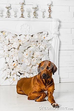 Elegant Rhodesian Ridgeback dog in front of stylized flower fireplace Stock Photo