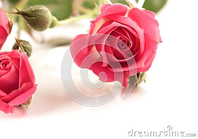 Elegant spray pink rosebud Stock Photo