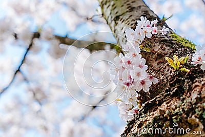 Elegant spring floral background. Blooming sakura white flowers. Cherry blossom branches against the blue sky, close up. Cherry Stock Photo