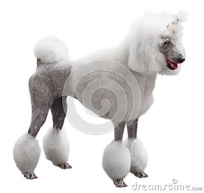 Elegant standart Poodle Stock Photo