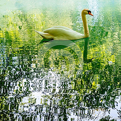 Elegant swan on the reflective surface Stock Photo