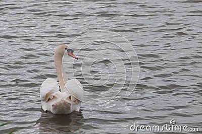 Elegant swan on the water surface Stock Photo