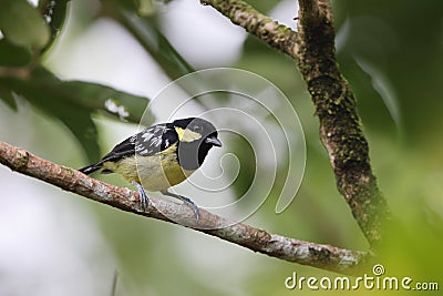 The elegant tit is a species of bird in the tit family Paridae endemic to the Philippines. Stock Photo