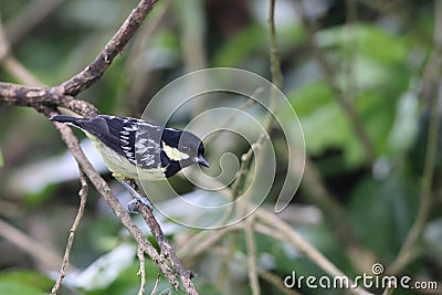 The elegant tit is a species of bird in the tit family Paridae endemic to the Philippines. Stock Photo