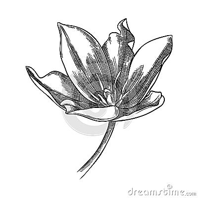 Elegant tulip illustration. Botanical drawing of summer flowers. Hand-drawn garden tulip bud. Engraved style floral drawing on Vector Illustration