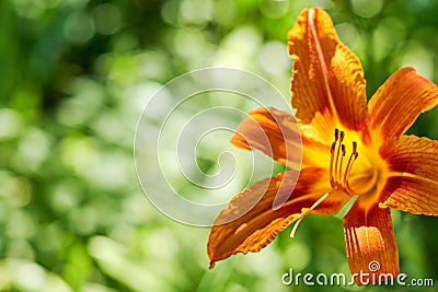 Elegant vivid orange lily on the blurred green background Stock Photo