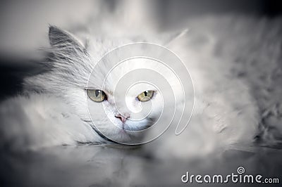 Elegant white cat Stock Photo