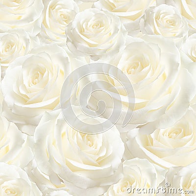 Elegant white seamless pattern luxurious rose Stock Photo