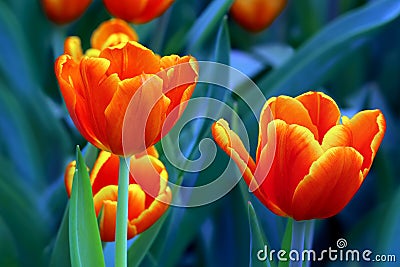 Elegant yellow tipped orange tulips Stock Photo