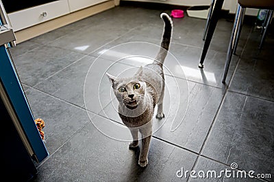 Elegant young pedigreed cat requests to eat in the kitchen. Breed Russian Blue Stock Photo